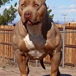 Pit bull Club