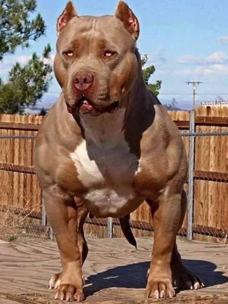 Pit bull Club